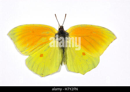 Schmetterling-Gonepteryx Cleopatra Cleopatra Pierid set Probe Schuss Stockfoto