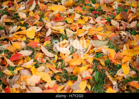 gefallene Herbstlaub verfallenden auf dem Boden - regenerieren Jane Ann Butler Fotografie JABP1689 Stockfoto