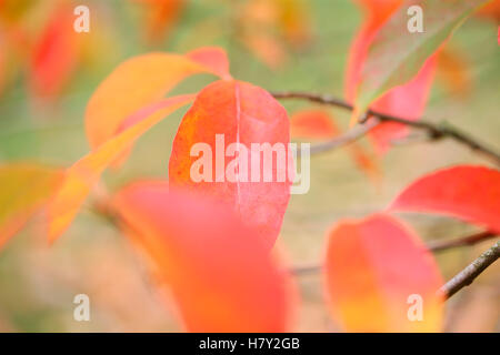 Parrotia Persica "Vanessa" rot, golden Autumn leaves Jane Ann Butler Fotografie JABP1687 Stockfoto