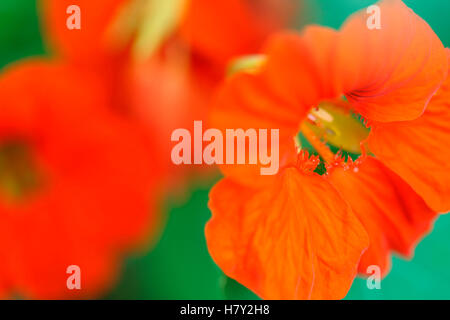 tieforange Kapuzinerkresse Blüten, produktiver Züchter Sommer Favorit, tolle Salate Jane Ann Butler Fotografie JABP1094 Stockfoto