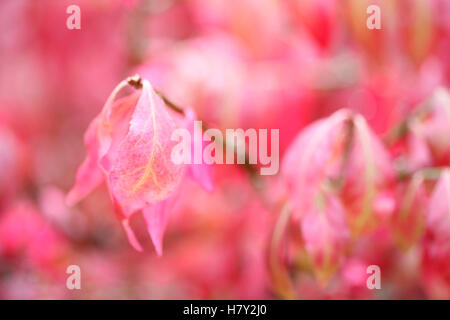 schöne rote Blätter im Herbst von Euonymus Alatus Bush Jane Ann Butler Fotografie JABP1685 Stockfoto
