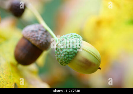 Eicheln in eine Eiche im Herbst Favorit Jane Ann Butler Fotografie JABP1678 Stockfoto