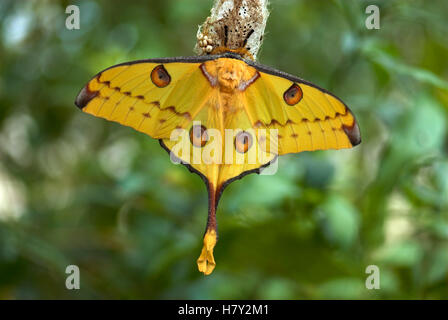 Riesigen Kometen Schmetterling Argema Mittrei Madagaskar Mond oder Stockfoto