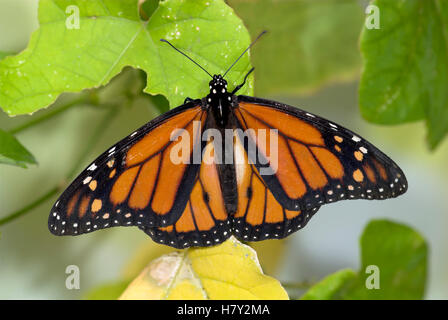 Monarchfalter Danaus Plexippus männlich ruht auf Blatt Stockfoto