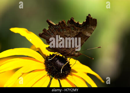 Comma Butterfly Polygonia c-Album Seite Ansicht zeigt Komma Stockfoto