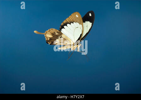 Papilio Dardanus Schmetterling männlich im Flug Afrika oder Stockfoto