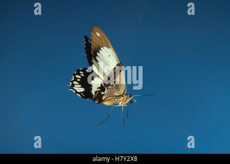 Papilio Dardanus Schmetterling männlich im Flug Afrika oder Stockfoto