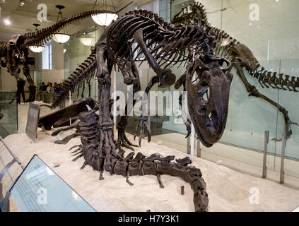 Allosaurus Dinosaurier-Skelett in New York Museum of Natural History Stockfoto