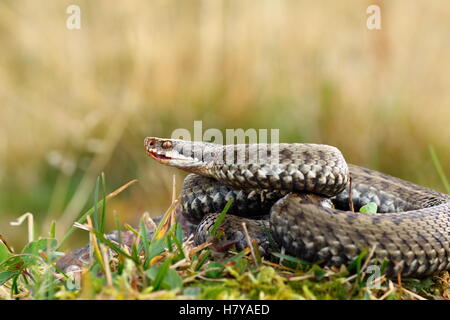 Nahaufnahme eines weiblichen europäischen gekreuzten Kreuzotter (Vipera Berus) Stockfoto