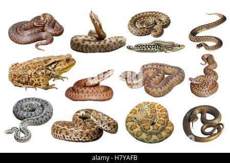 Sammlung der Herpetofauna, isoliert auf weißem Hintergrund; Vipera Berus, Ammodytes, Rakosiensis, Ursinii, Moldavica, Natrix, gemeinsame Kröte, volle Länge Stockfoto