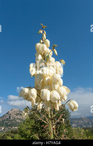 Blüte der Yucca in Lumio, Haute-Corse, Frankreich Stockfoto