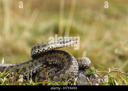 weiblichen europäischen Kreuzotter oder Viper (Vipera Berus) Streik bereit Stockfoto