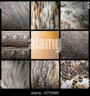 Wildvögel Federn Sammlung, echte Texturen Stockfoto