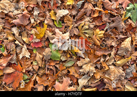 Eine Sammlung von bunten Herbst Blätter auf dem Boden im Spätherbst. Stockfoto
