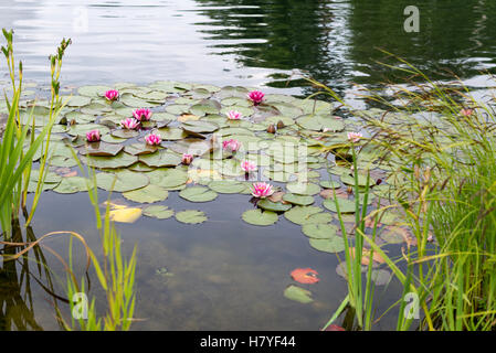 Blüte rosa Seerose oder Lotus im Teich. Stockfoto