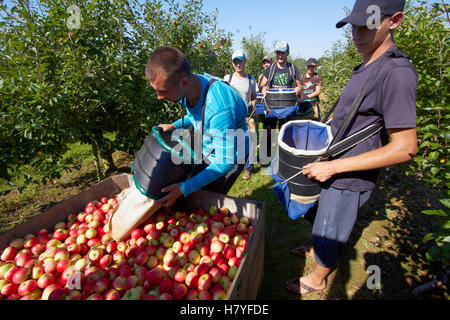 Ein Team von Apple Picker in einem modernen Obstgarten ernten. Stockfoto