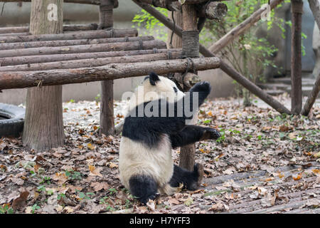Panda, ailuropoda Lalage, in goofy Kung Fu darstellen, während der Demontage von der Plattform in Chengdu Panda Basis in der Provinz Sichuan, China Stockfoto