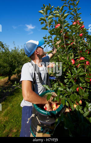 Ein Team von Apple Picker in einem modernen Obstgarten ernten. Stockfoto