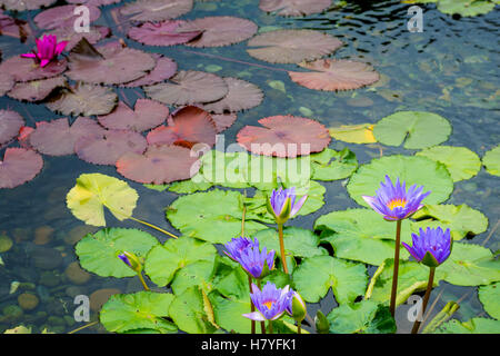 Lotus-Teich bei Chi Lin Nunnery in Hong Kong Stockfoto