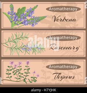 Aromatherapie set Sammlung. Eisenkraut, Rosmarin, Thymus-Banner-Set. Vektor-Illustration EPS 10. Stock Vektor