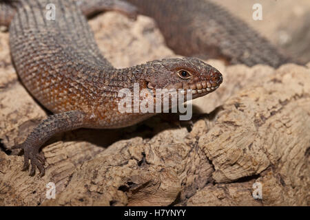 Gidgee Skink (Egernia Stokesii) Stockfoto