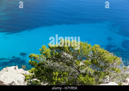 Pflanzen und Wasser. Nahaufnahme von den grünen Busch am felsigen Strand gegen blaue Mittelmeer. Stockfoto