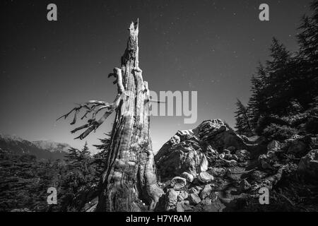 Nachthimmel hinter Toten Baumes. Stockfoto