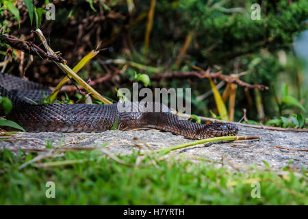Nördliche Wasserschlange (Nerodia Sipedon) Stockfoto