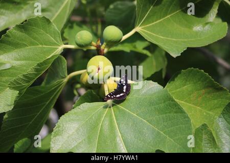 Schöne Buterfly auf dem Feigenbaum in hoher Auflösung verfügbar und verschiedenen Größen entsprechend die Anforderungen Ihres Projekts Stockfoto