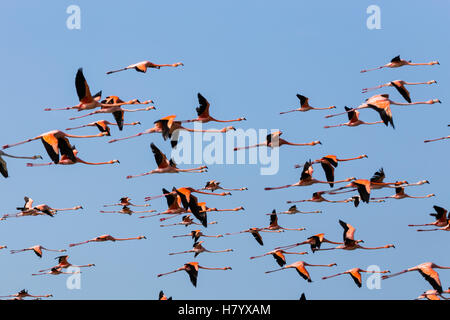 Amerikanische Flamingos fliegen (Phoenicopterus Ruber) fliegen, Punta Gallinas La Guajira, Kolumbien Stockfoto