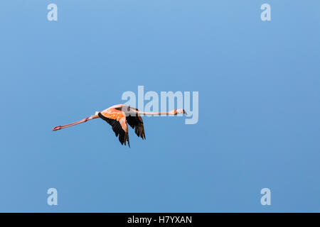 Amerikanische Flamingo (Phoenicopterus Ruber) im Flug, Punta Gallinas La Guajira, Kolumbien Stockfoto