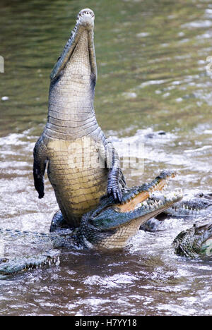 Krokodile (Crocodilia) im Haller-Park in Mombasa, Kenia, Afrika Stockfoto