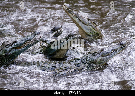 Krokodile (Crocodilia) im Haller-Park in Mombasa, Kenia, Afrika Stockfoto