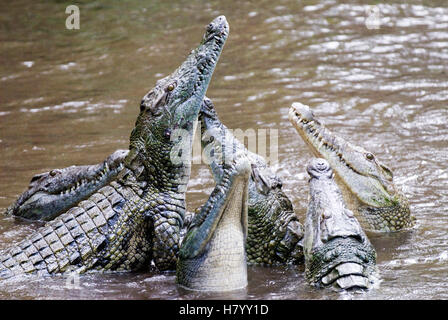 Krokodile (Crocodilia) im Haller-Park in Mombasa, Kenia, Afrika Stockfoto