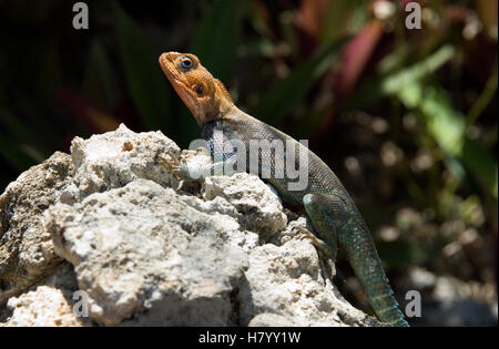 Gemeinsamen Agama, Red-headed Rock Agama oder Rainbow Agama (Agama Agama) Stockfoto