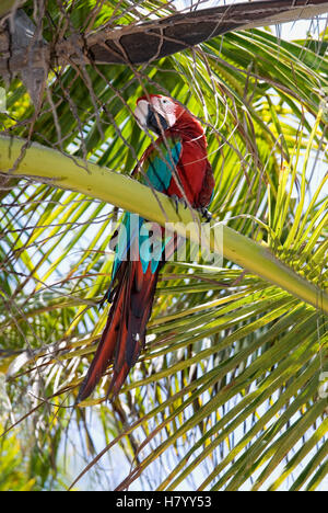 Rot-Grüne Aras (Ara Chloropterus), auch bekannt als der Green-winged Ara Stockfoto