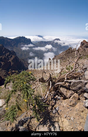 Blick vom Roque de Los Muchachos in den Nationalpark Caldera de Taburiente, La Palma, Kanarische Inseln, Spanien, Europa Stockfoto