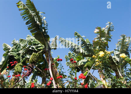 Bananen (Musa), rote und gelbe Blumen in San Andrés, La Palma, Kanarische Inseln, Spanien, Europa Stockfoto