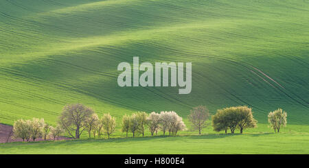 Panorama mit grünen Wiese, Agrarlandschaft Stockfoto