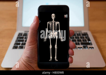 Mit iPhone Smartphone zum 3D Bild des menschlichen Skeletts aus Anatomie medizinische Ausbildung app anzeigen Stockfoto