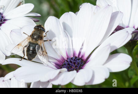 Eine Biene sitzt auf einer weißen Blume mit einem lila Stockfoto