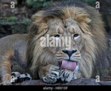 Asiatic Lion männlich (Panthera Leo Persica) Stockfoto