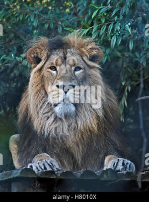 Asiatic Lion männlich (Panthera Leo Persica) Stockfoto