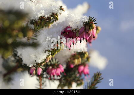 Gemeinsamen Heidekraut (Calluna Vulgaris) unter der Schneedecke. Stockfoto