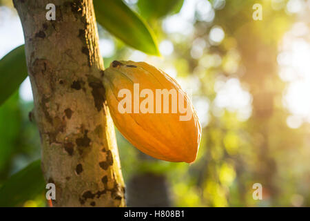 Kakaofrucht am Baum hängen Stockfoto