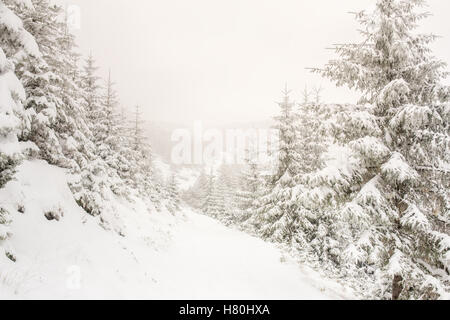 Herrliche Winterlandschaft mit Schnee bedeckt Bäume Stockfoto