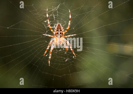 Ein Landschaftsbild von einem weiblichen gemeinsamen Garten Spinne, Araneus Diadematus, wartet geduldig auf ihr Web. Stockfoto