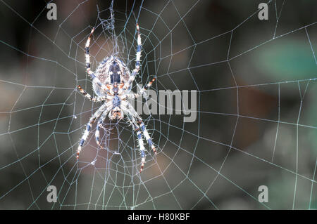 Eine Landschaft Bild Opredf eine weibliche gemeinsame Kreuzspinne, Araneus Diadematus, wartet geduldig auf ihr Netz. Stockfoto