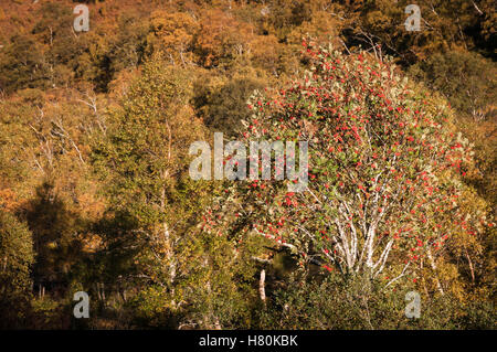 Eine Eberesche oder Rowan Tree stehend aus den lokalen Wäldern, Ross und Cromarty, Schottland Stockfoto