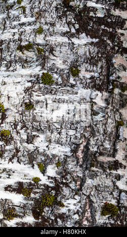 Eine Nahaufnahme Bild von herbstlichen Silver Birch Bark, Betula Pendel. Stockfoto